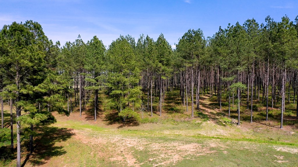 369 Bud Gary Road Clayton, AL 36016 - Photo 35 of 42