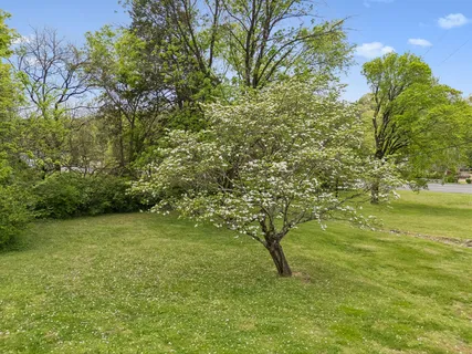 a view of a yard with an trees