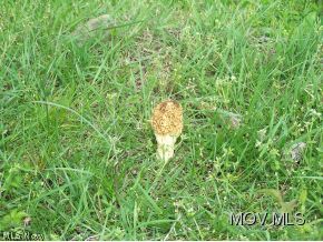 2582 Triplett Road Spencer, WV 25276 - Photo 16 of 24 Morel mushroom on property