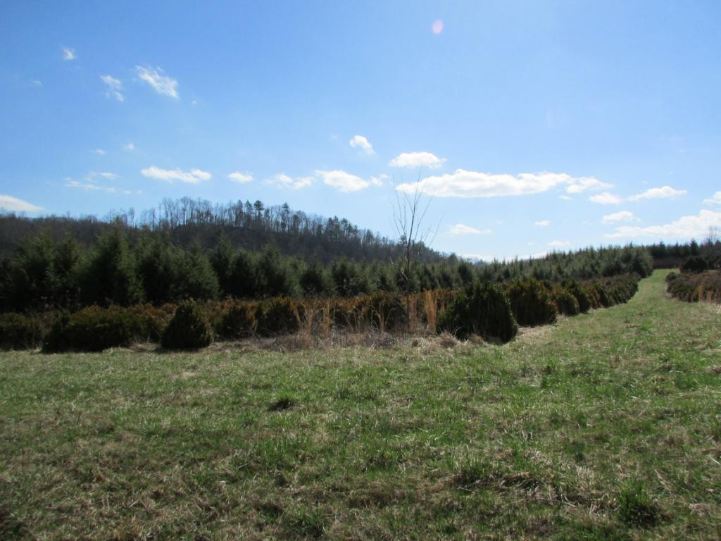 Tbd Copley Branch Road Butler, TN 37640 - Photo 4 of 36 Photo 4