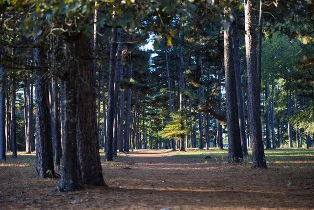 a view of a park that has large trees