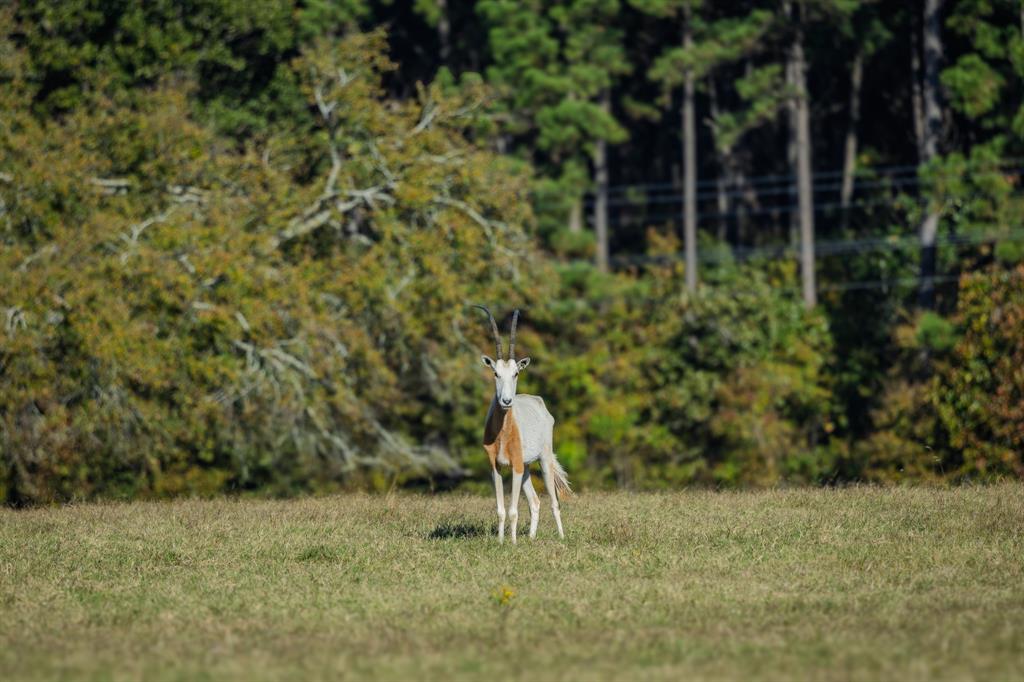 401 Leather Shop Road Karnack, TX 75661 - Photo 21 of 40