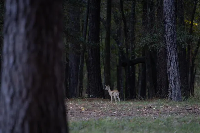 a view of a backyard with plants and a slide