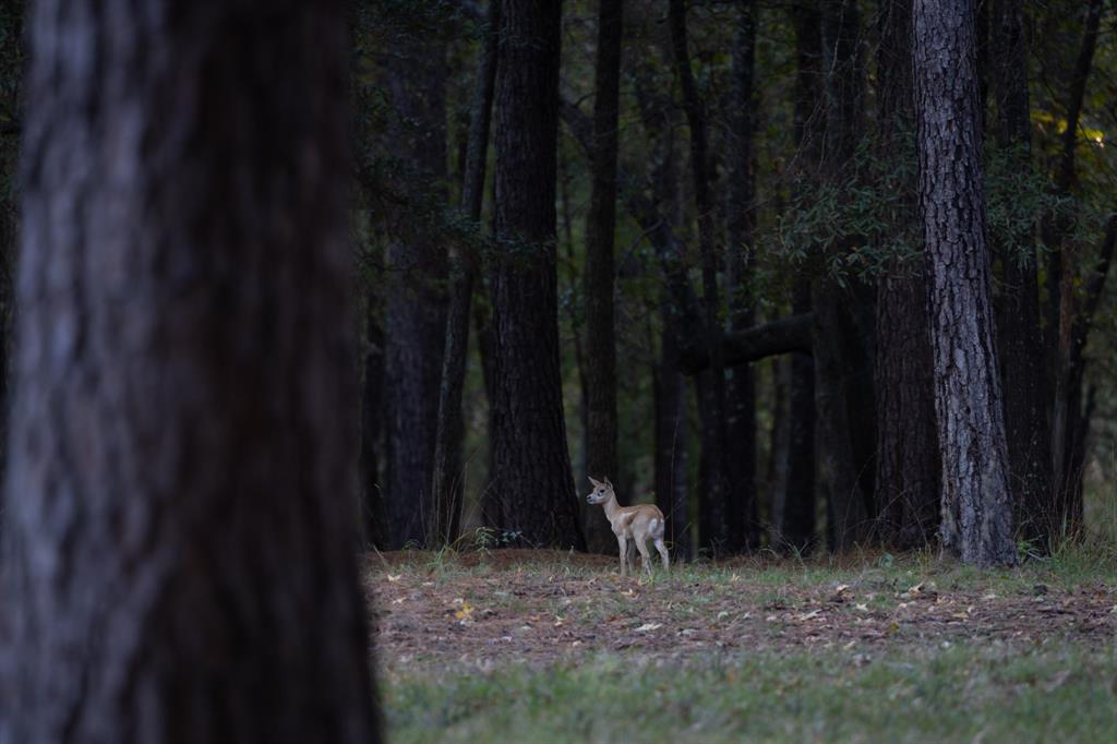 401 Leather Shop Road Karnack, TX 75661 - Photo 23 of 40