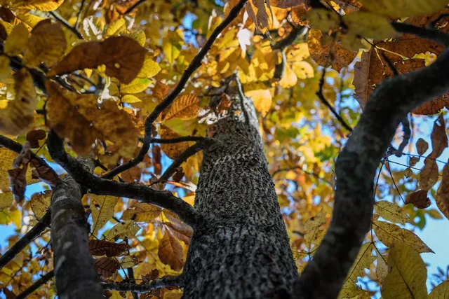 a view of a large trees with lots of trees