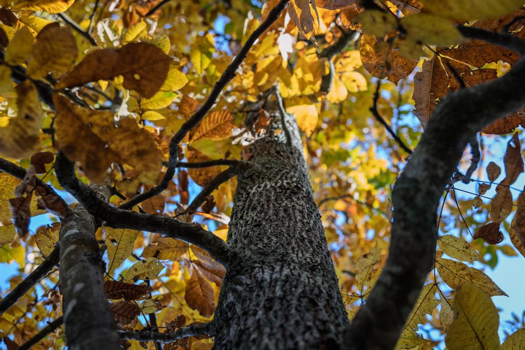 401 Leather Shop Road Karnack, TX 75661 - Photo 39 of 40