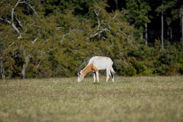 a view of a yard with a bench and some plants