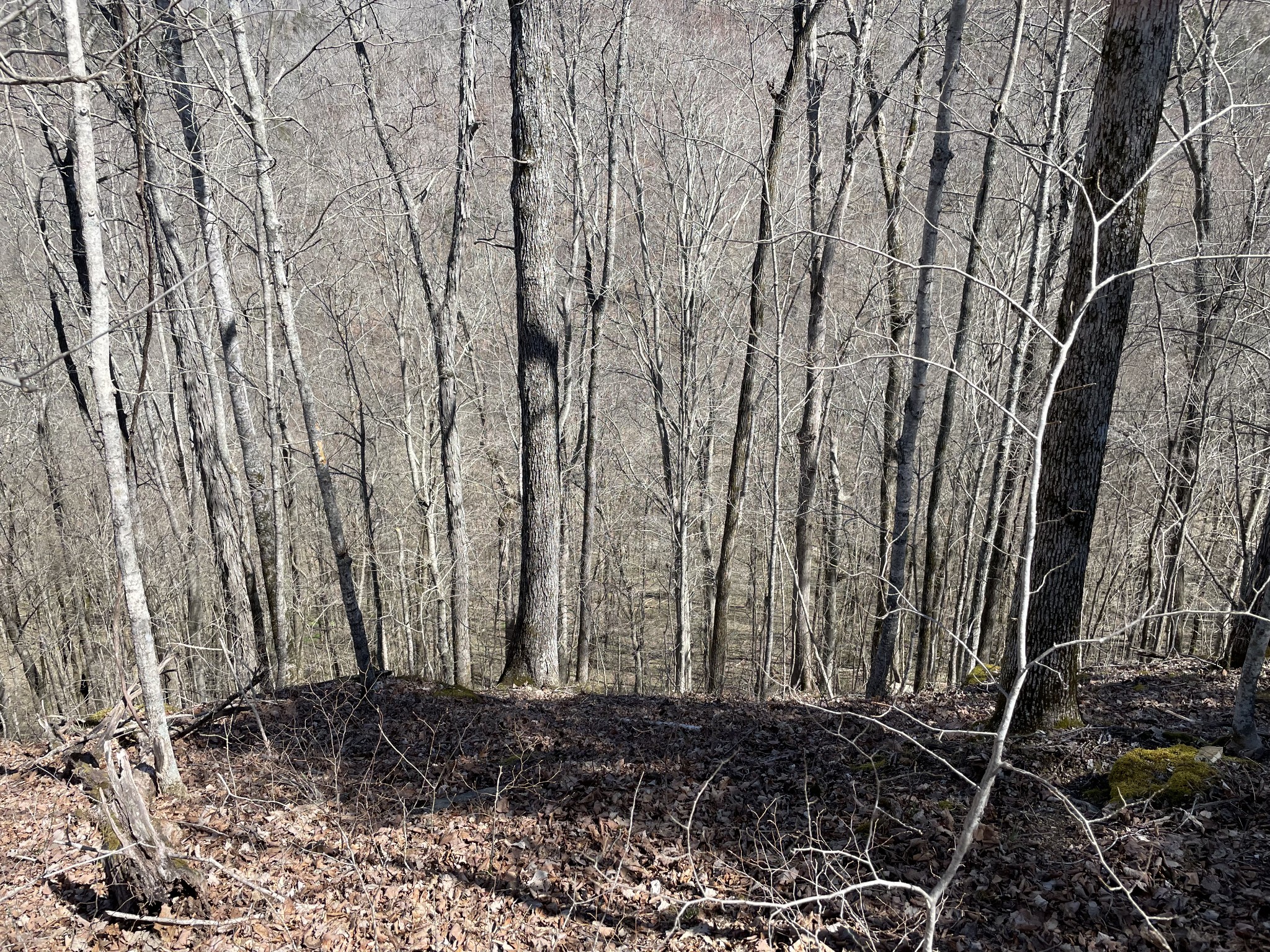 a view of a backyard of the house