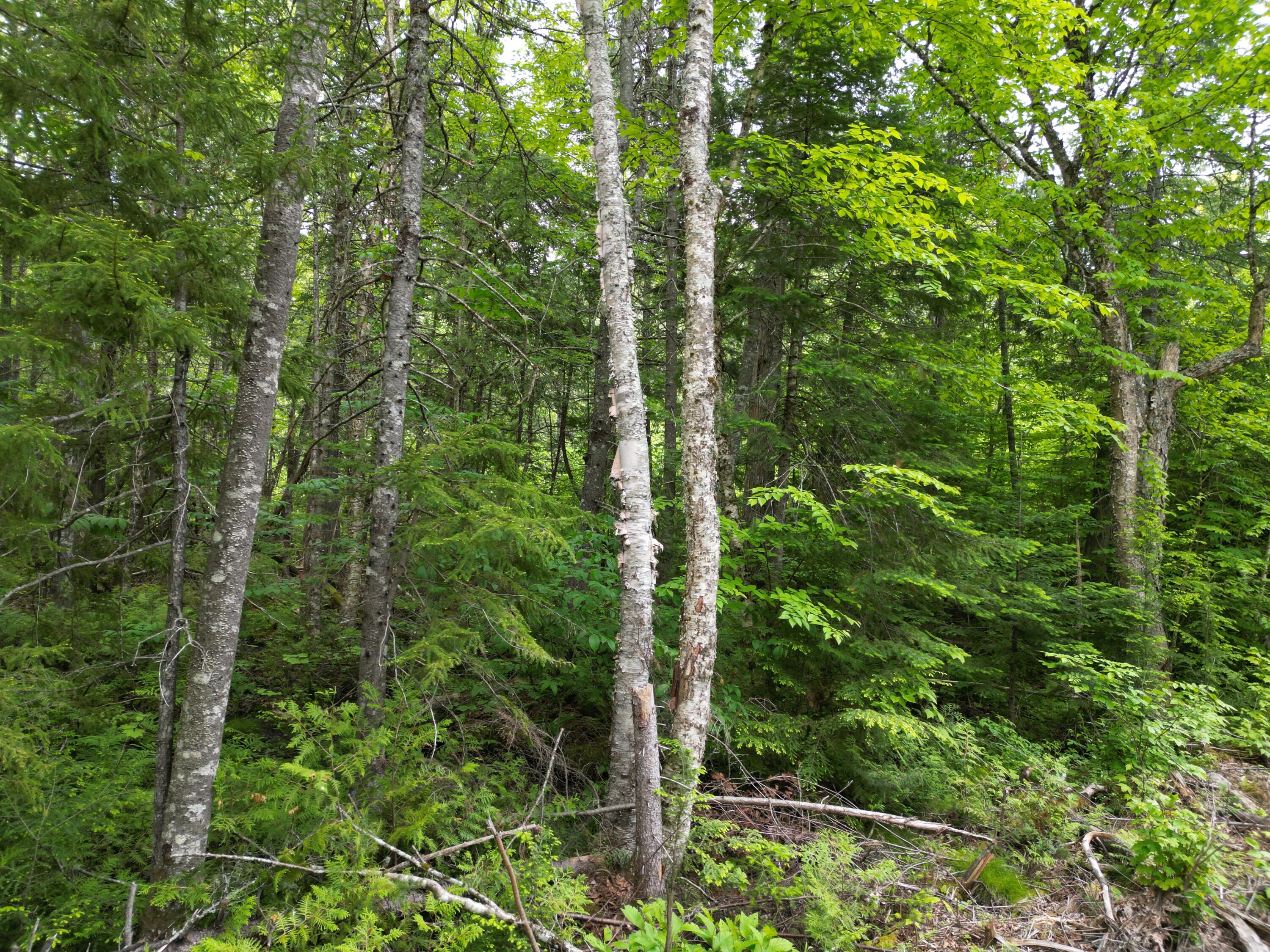 Lot 4 Shep Road Extension Springfield, ME 04487 - Photo 11 of 17 DJI_0251