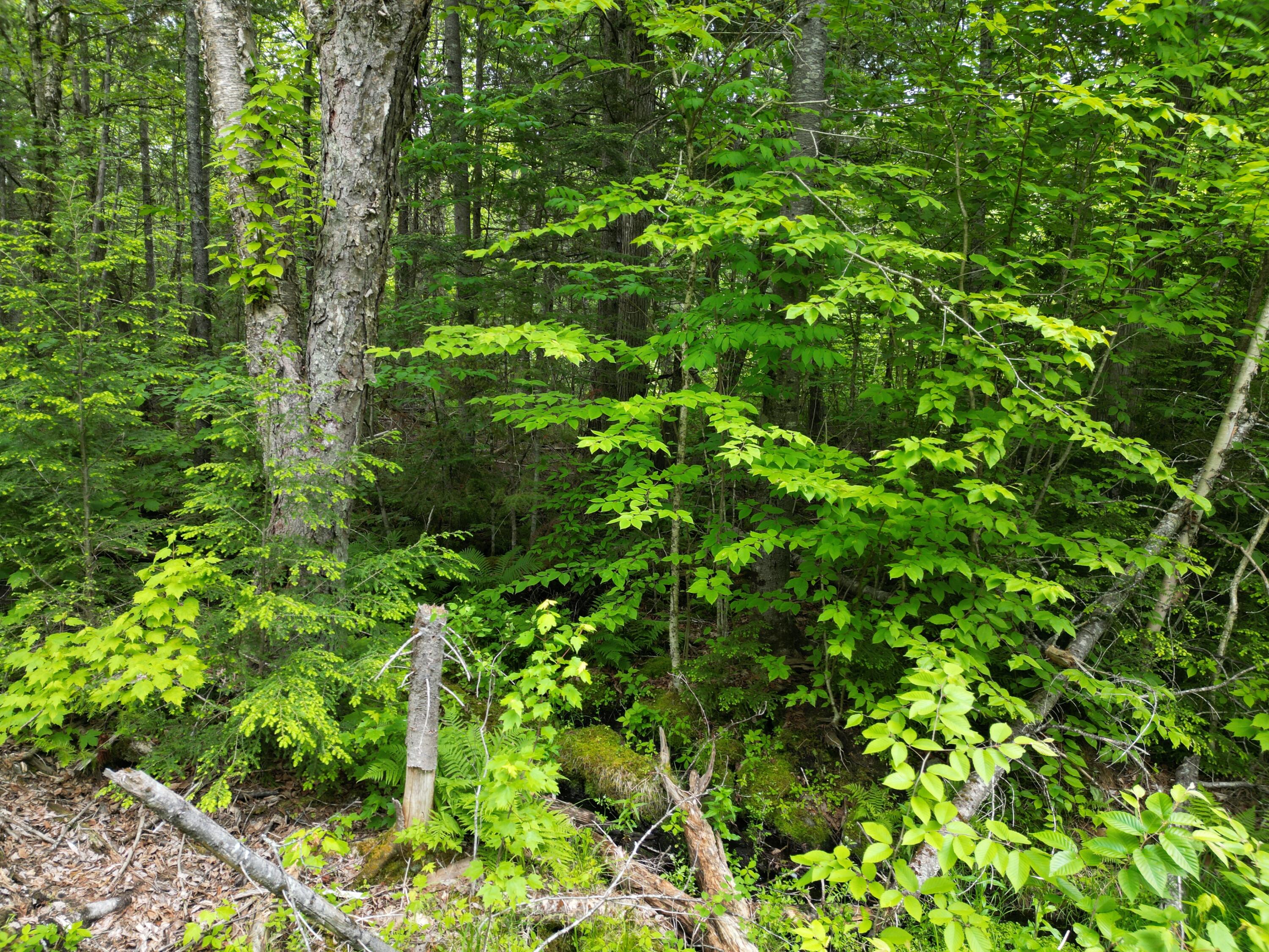 Lot 4 Shep Road Extension Springfield, ME 04487 - Photo 12 of 17 DJI_0252