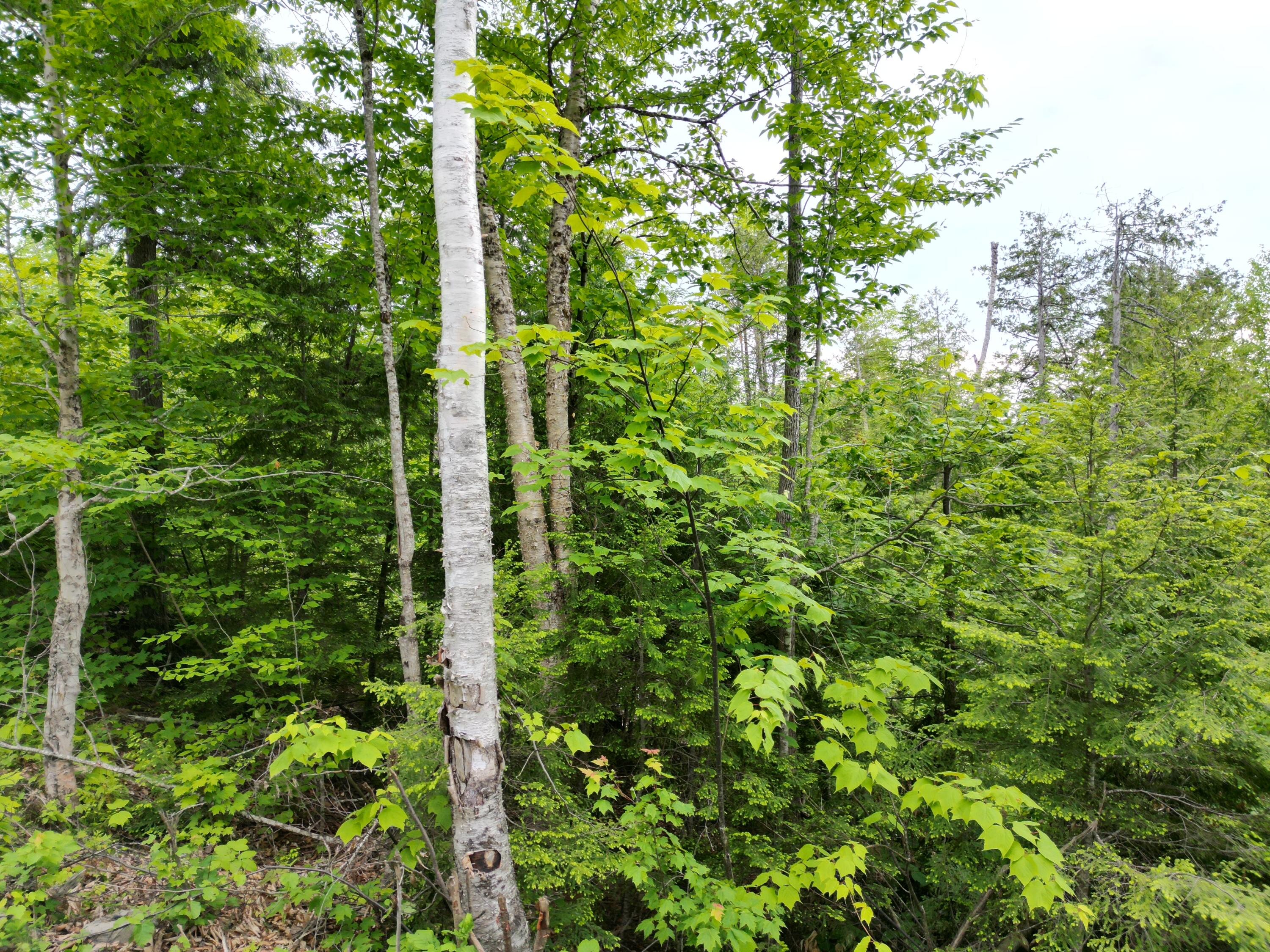 Lot 4 Shep Road Extension Springfield, ME 04487 - Photo 13 of 17 DJI_0253