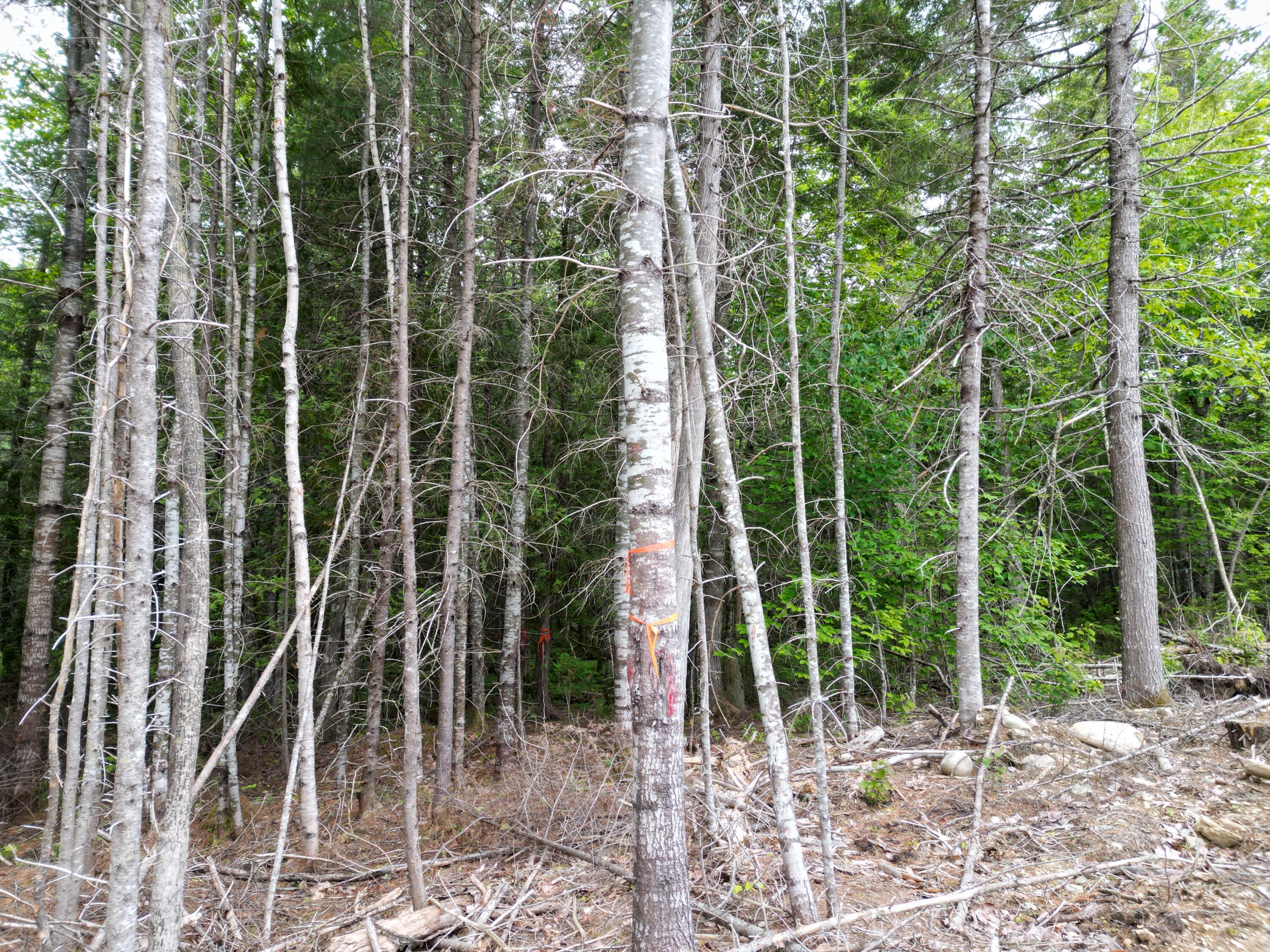 Lot 4 Shep Road Extension Springfield, ME 04487 - Photo 17 of 17 DJI_0241
