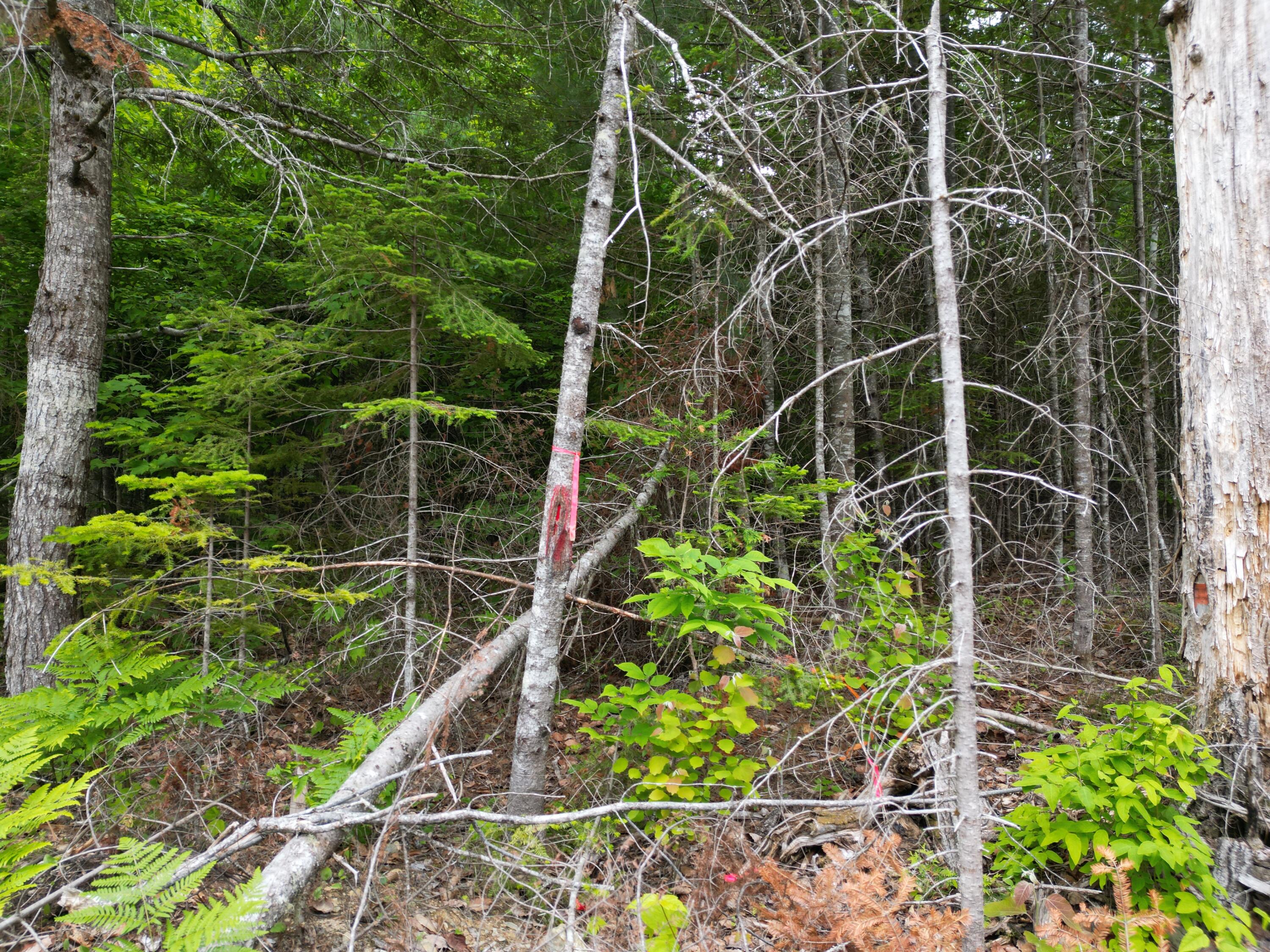 Lot 4 Shep Road Extension Springfield, ME 04487 - Photo 2 of 17 DJI_0240