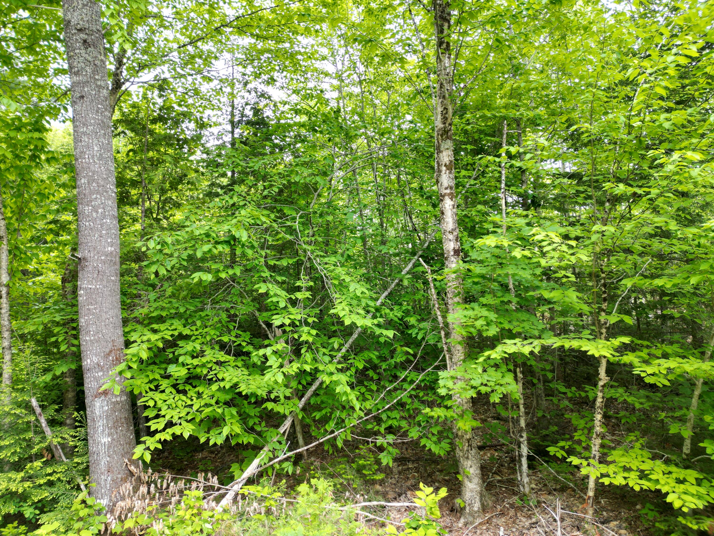 Lot 4 Shep Road Extension Springfield, ME 04487 - Photo 10 of 17 DJI_0250