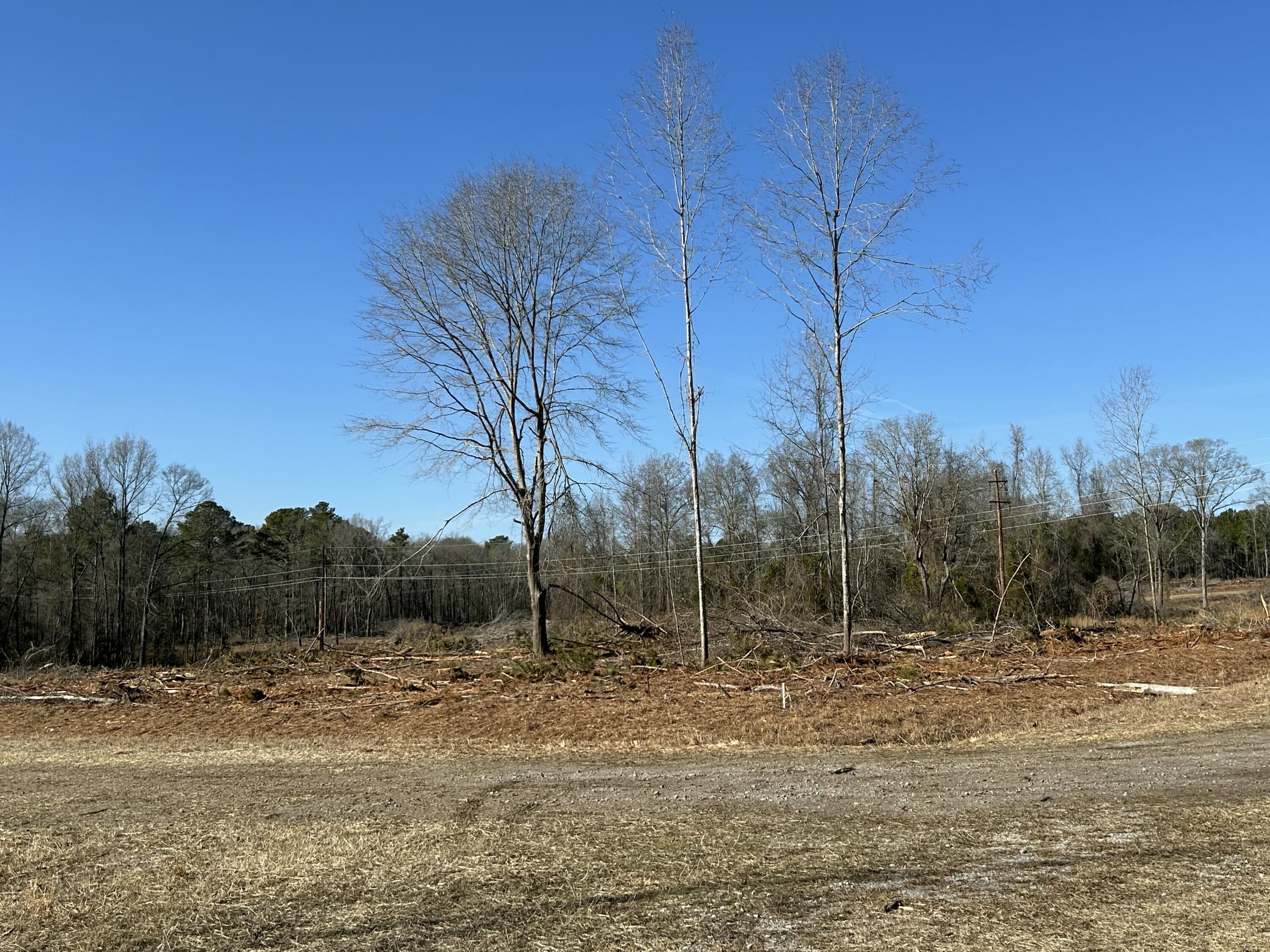 50-acres Bridlewood Road Cheraw, SC 29520 - Photo 9 of 15 Gallery Image 9