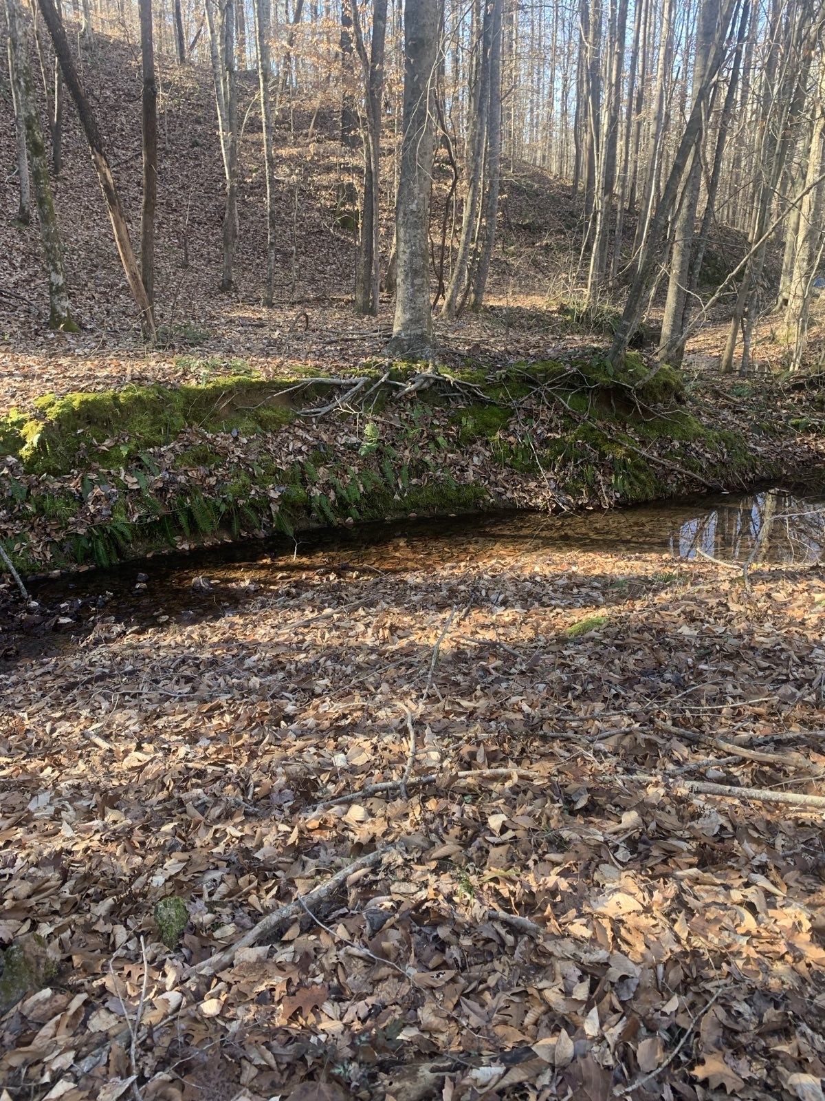 1252 Kelly Road Centerville, TN 37033 - Photo 3 of 13 a view of a yard with plants