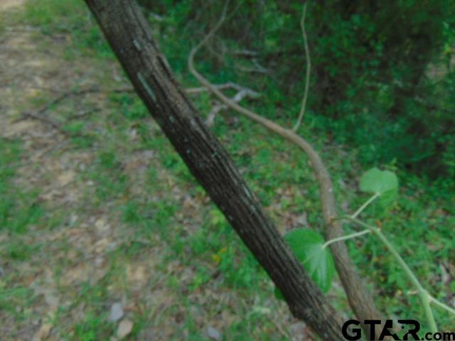 2585-c R 3212th Jacksonville, TX 75766 - Photo 26 of 30 a view of a yard