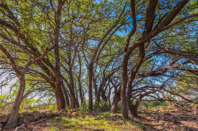 a view of a trees with a tree