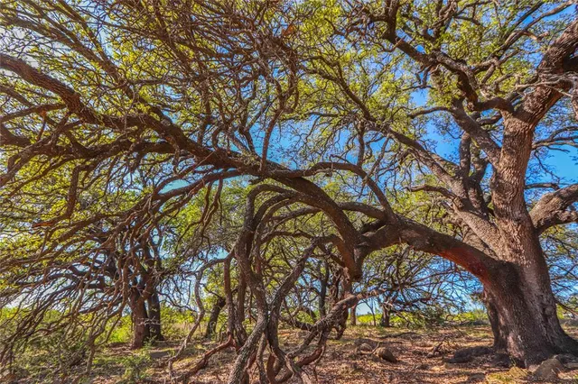 a backyard of a house with large trees and outdoor seating