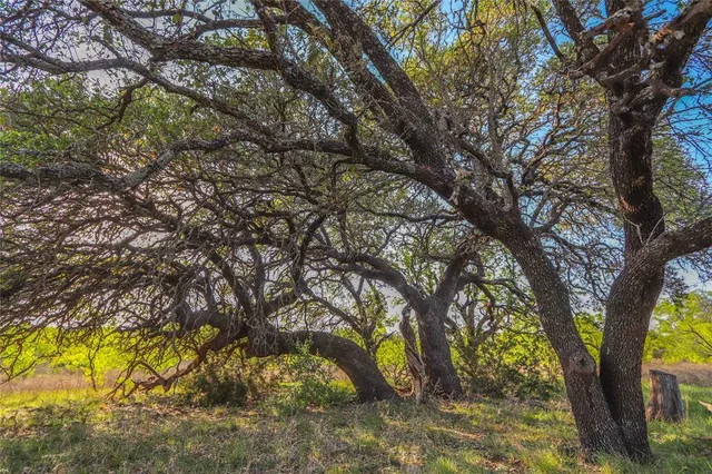 a view of a yard with a tree