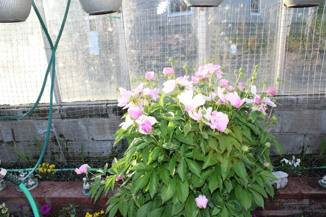 $750,000 | 1339 Tom Lake Road, Hovland, MN 55606