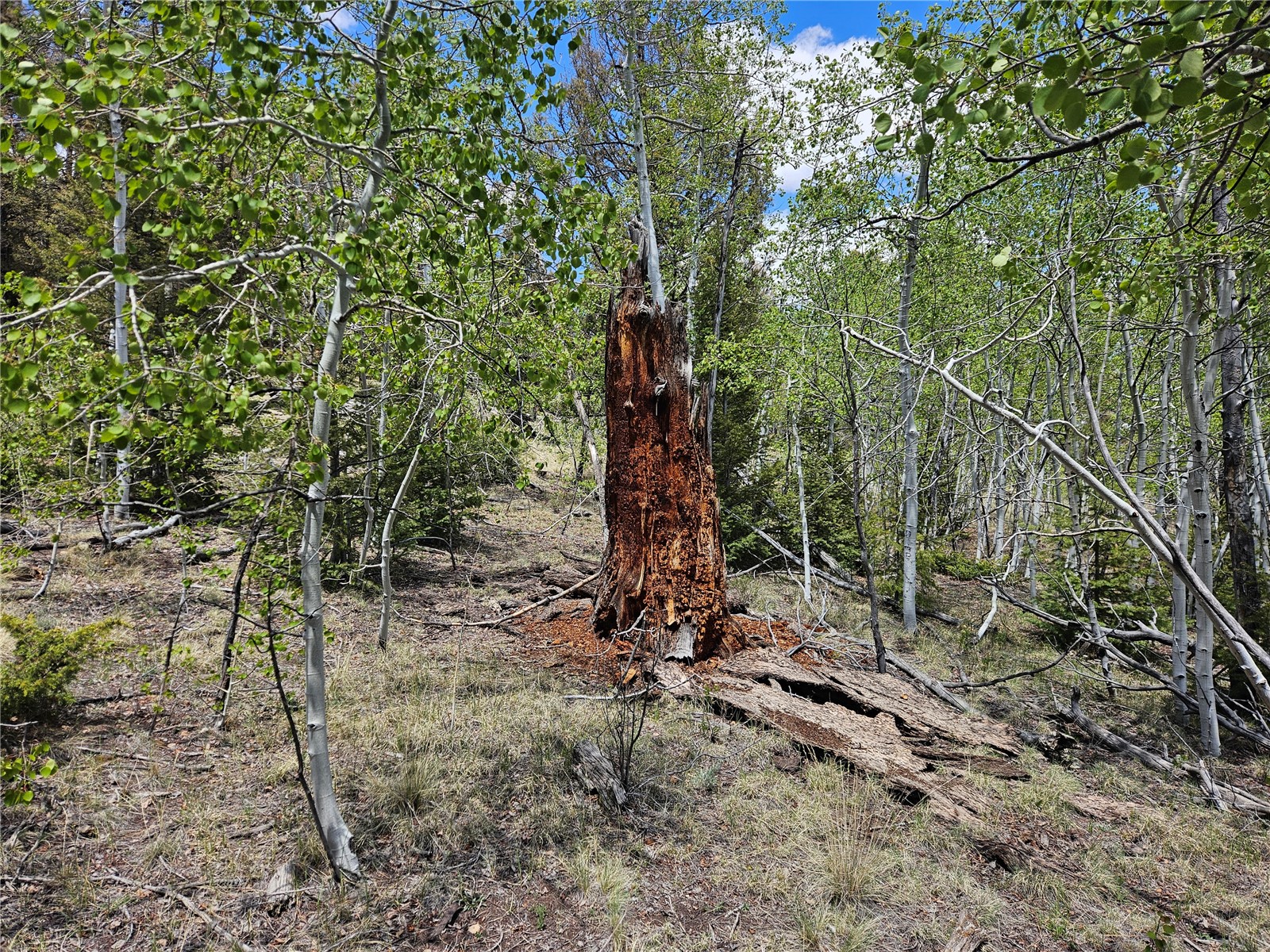 1412 Redhill Road Fairplay, CO 80440 - Photo 36 of 45 a view of a forest with trees