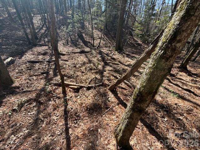 12.68-acre 99 Road Blair, SC 29015 - Photo 11 of 44 a view of a tree
