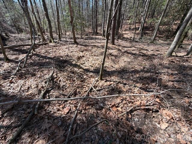 12.68-acre 99 Road Blair, SC 29015 - Photo 15 of 45 a view of a forest with a tree