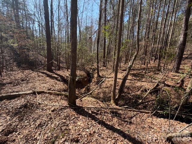 12.68-acre 99 Road Blair, SC 29015 - Photo 17 of 45 a view of a forest with a tree