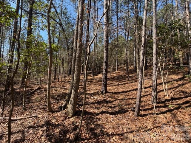 12.68-acre 99 Road Blair, SC 29015 - Photo 19 of 44 a view of a forest with a tree