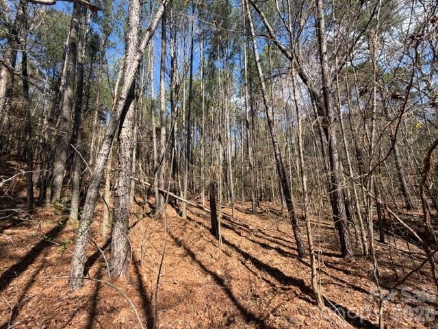 12.68-acre 99 Road Blair, SC 29015 - Photo 20 of 44 a view of covered with tall trees