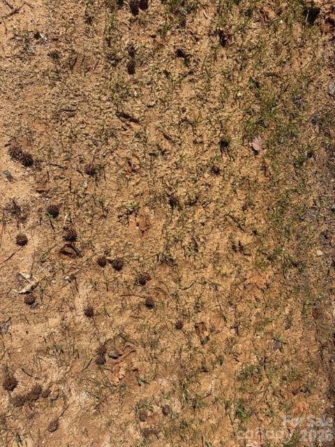 12.68-acre 99 Road Blair, SC 29015 - Photo 35 of 44 a close up of a plant