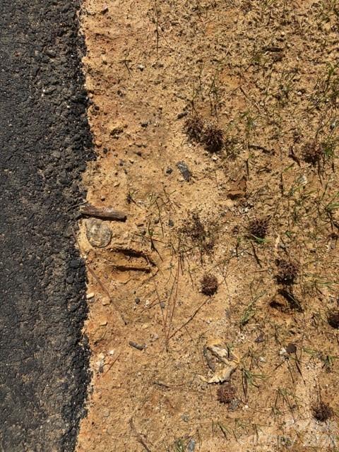 12.68-acre 99 Road Blair, SC 29015 - Photo 36 of 44 a view of a yard