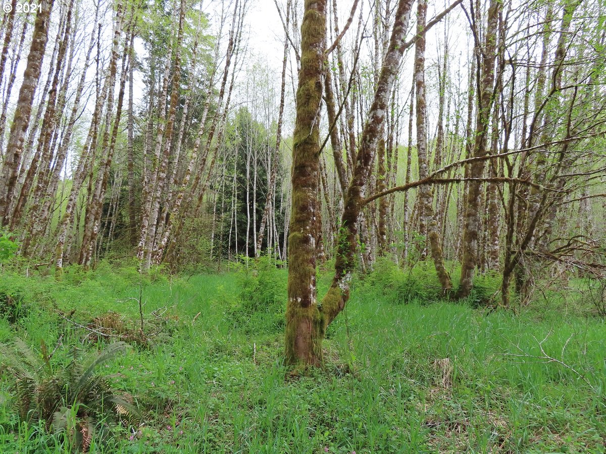 Independence Road Rochester, WA 98579 - Photo 27 of 32
