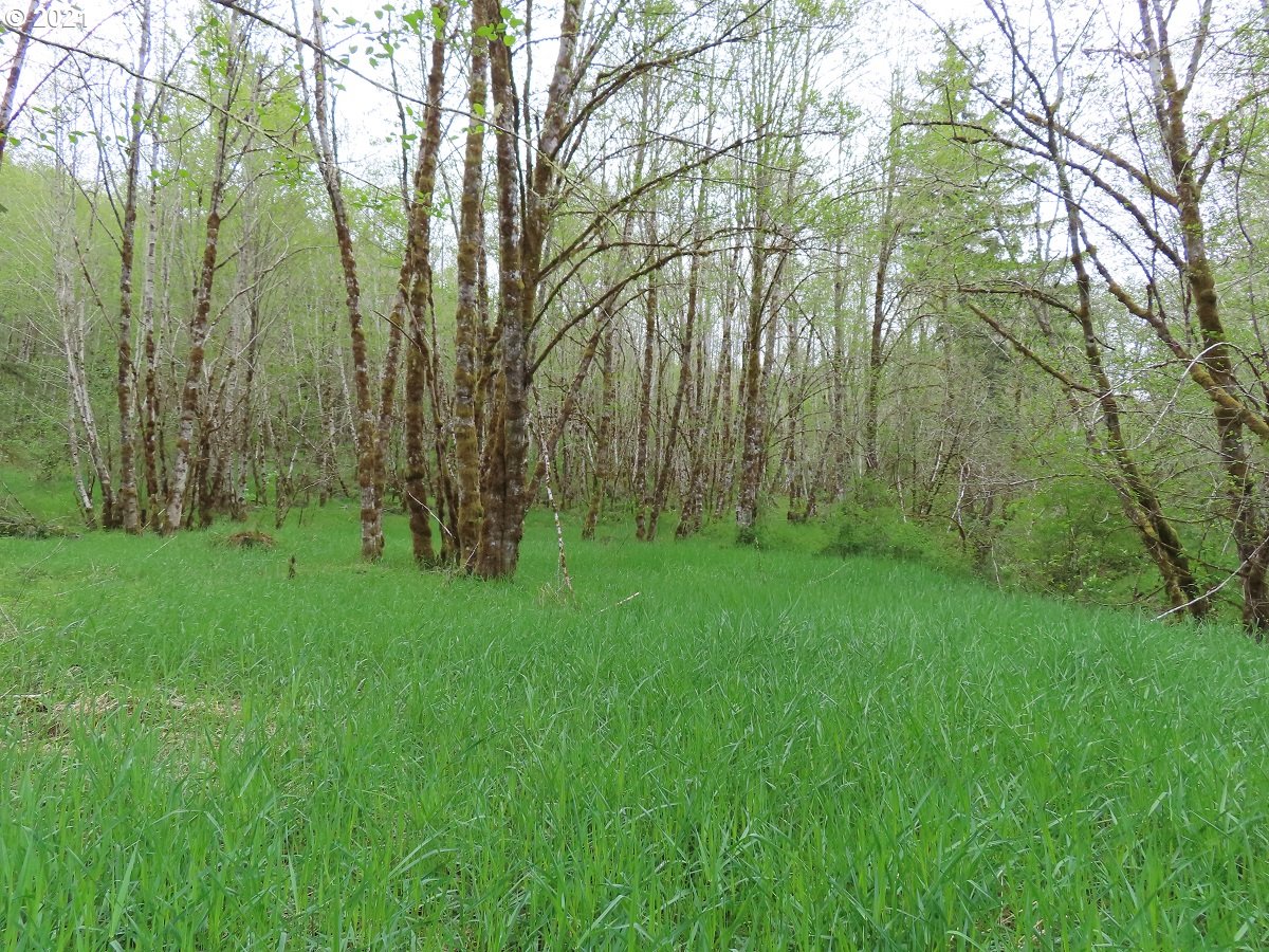 Independence Road Rochester, WA 98579 - Photo 10 of 32