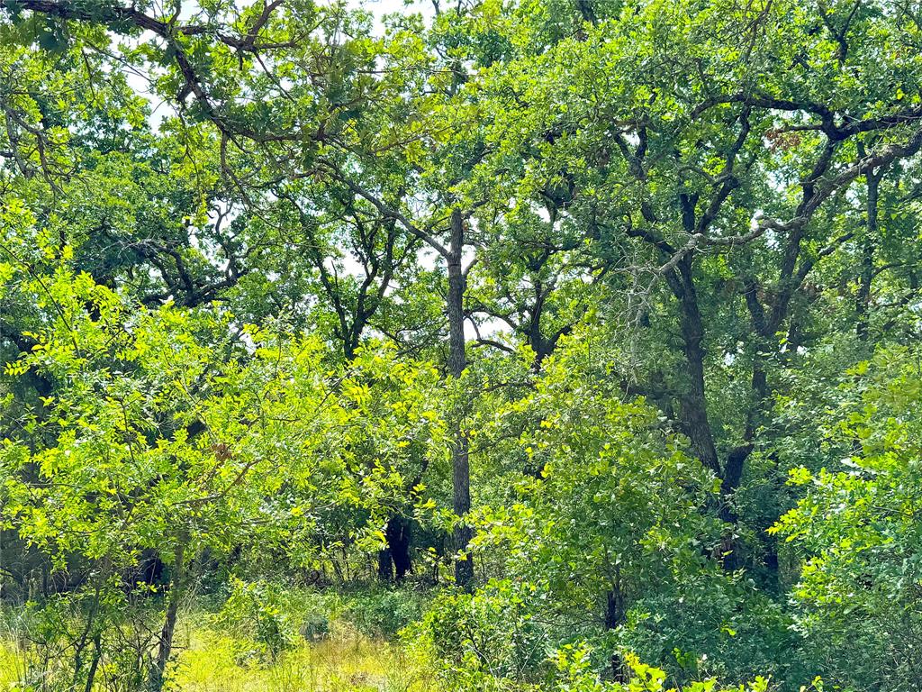 Tbd Turpin Lake Road Poolville, TX 76487 - Photo 7 of 26