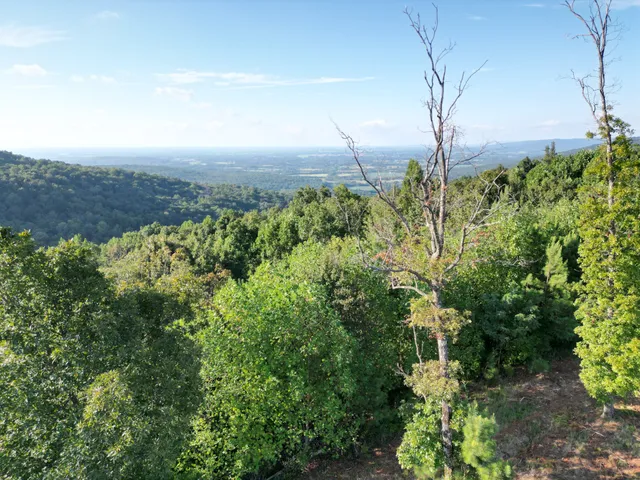 a view of a forest with trees in the background