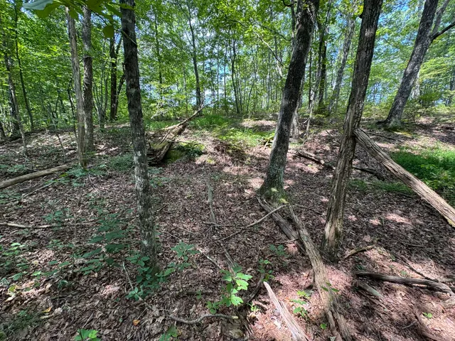 a view of a tree in a yard