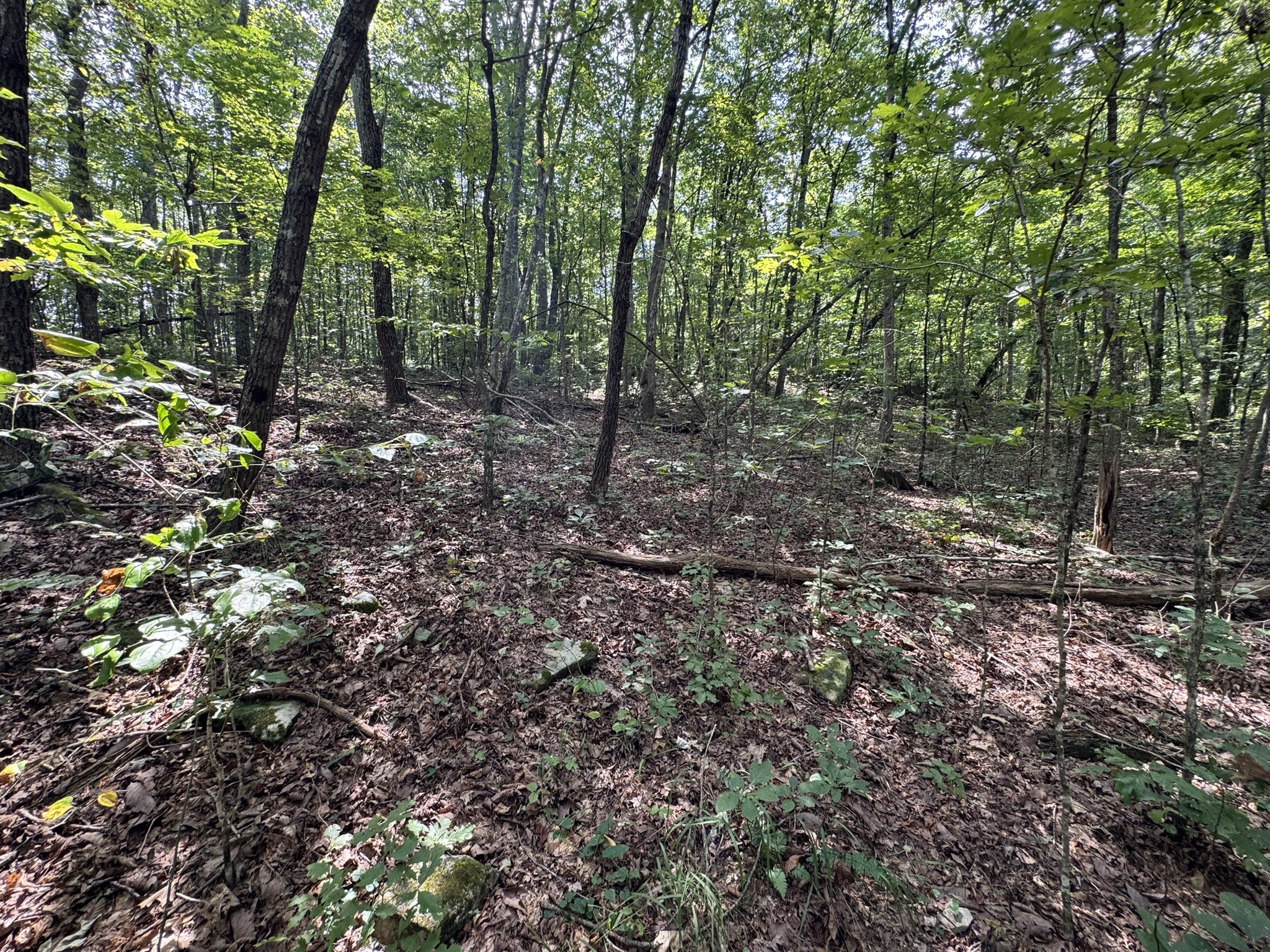 0 Box House Road Belvidere, TN 37306 - Photo 16 of 22 a view of a forest with trees in the background