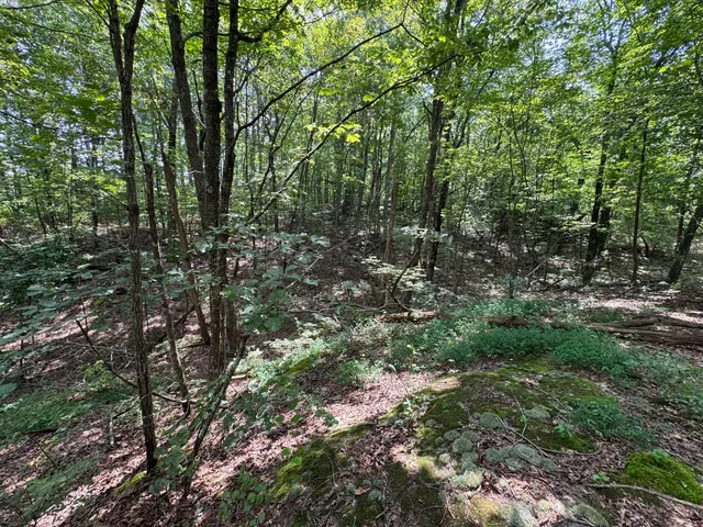 a view of a yard with a tree