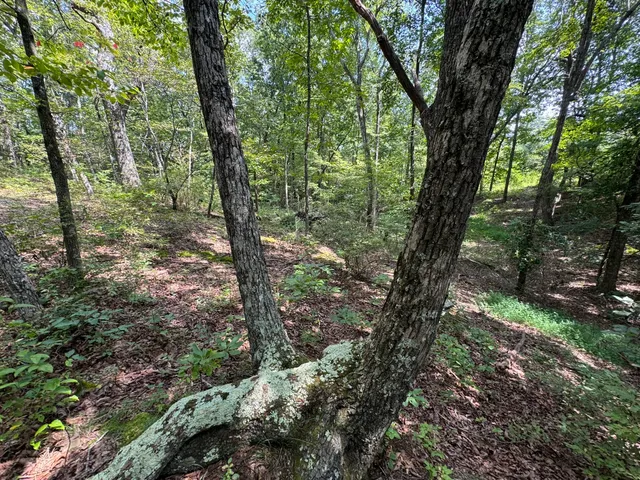 a view of a lush green forest