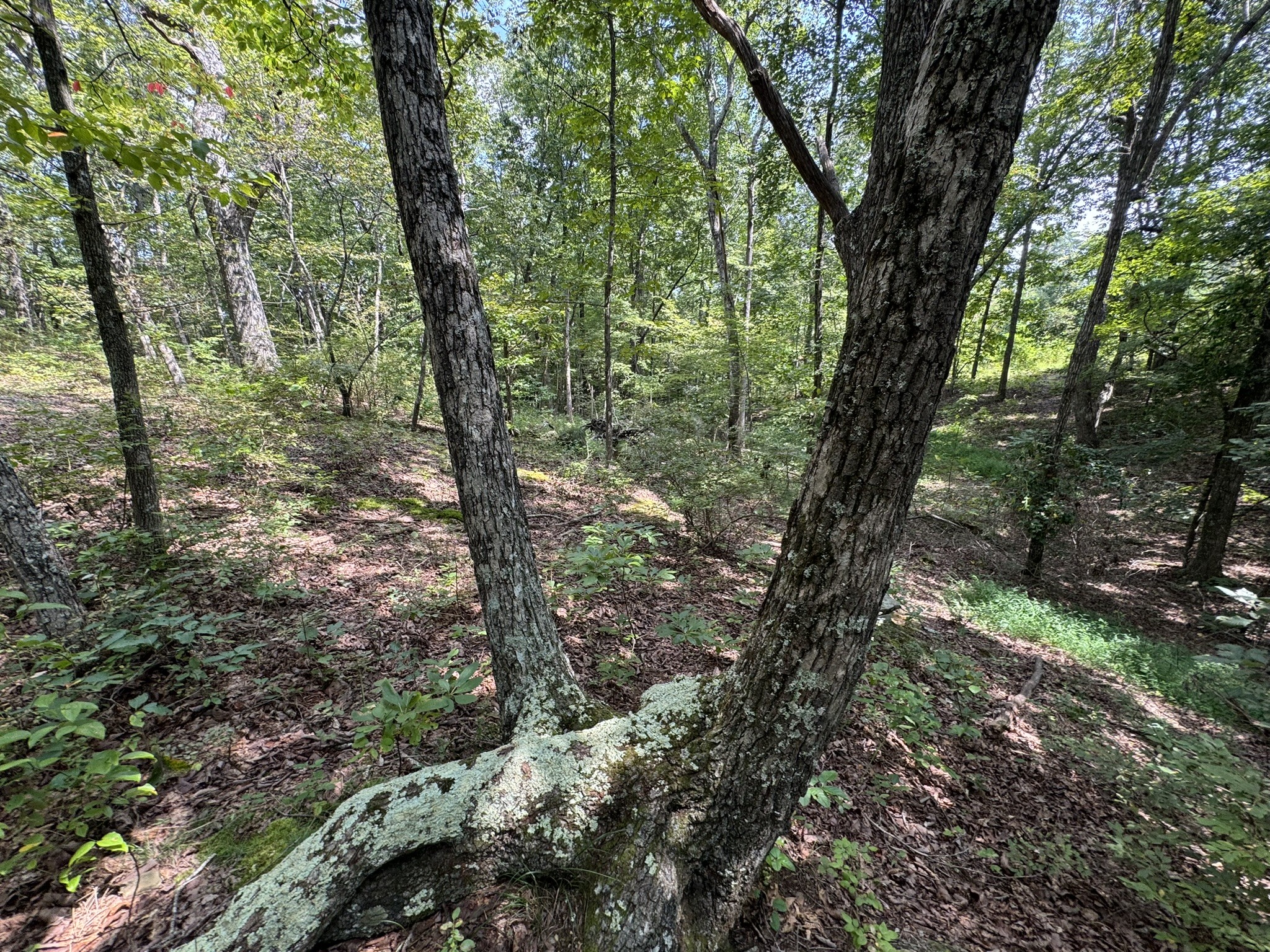 0 Box House Road Belvidere, TN 37306 - Photo 18 of 22 a view of forest