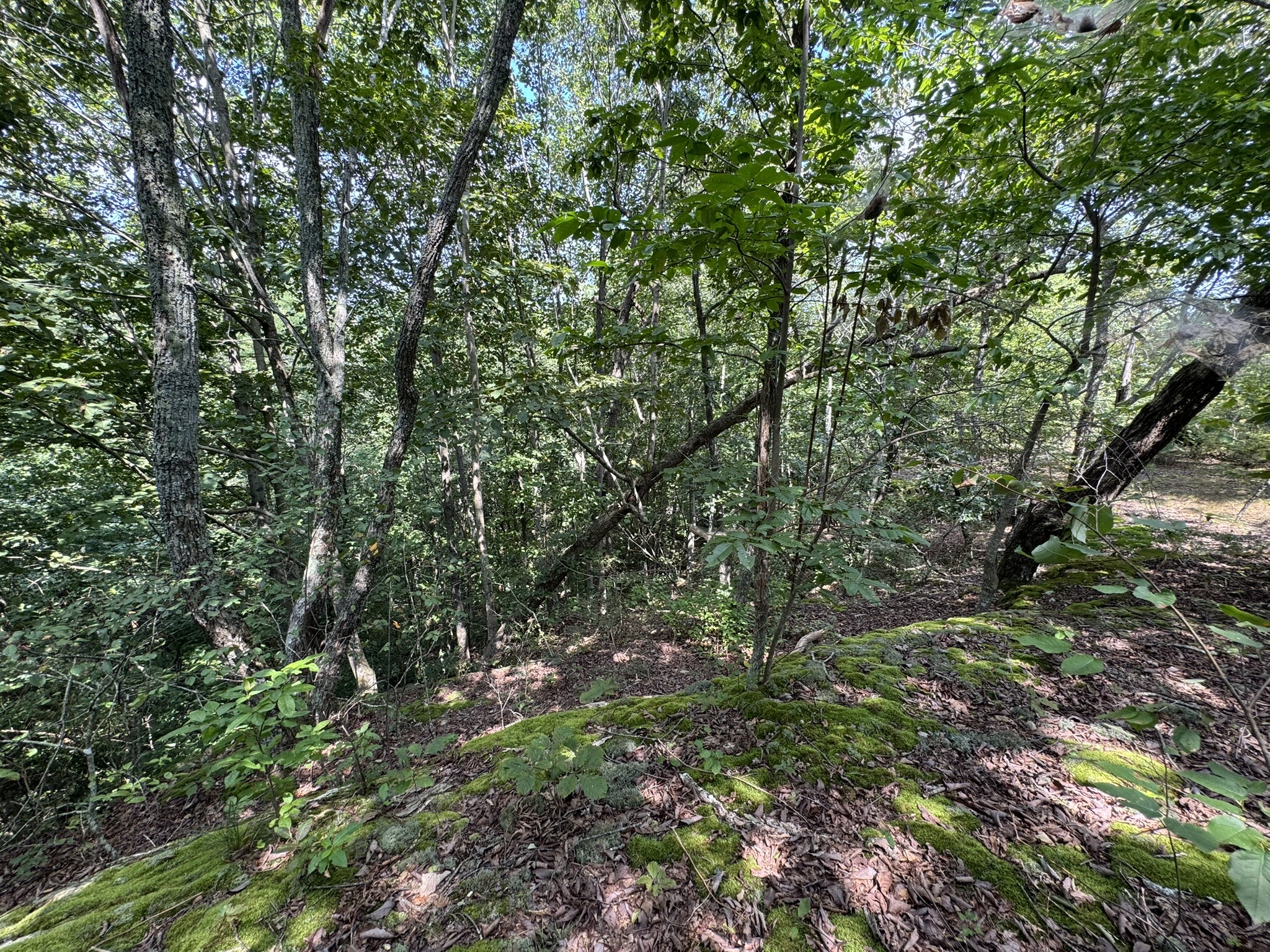 0 Box House Road Belvidere, TN 37306 - Photo 19 of 22 a view of a tree in a yard