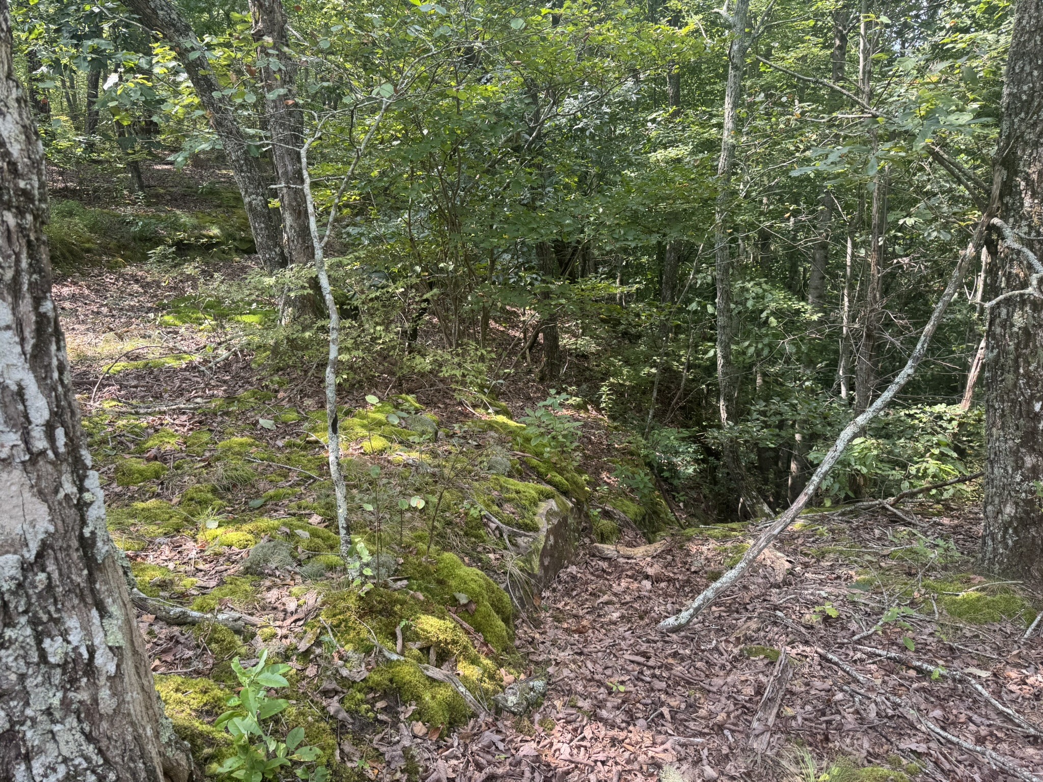 0 Box House Road Belvidere, TN 37306 - Photo 20 of 22 a view of a forest