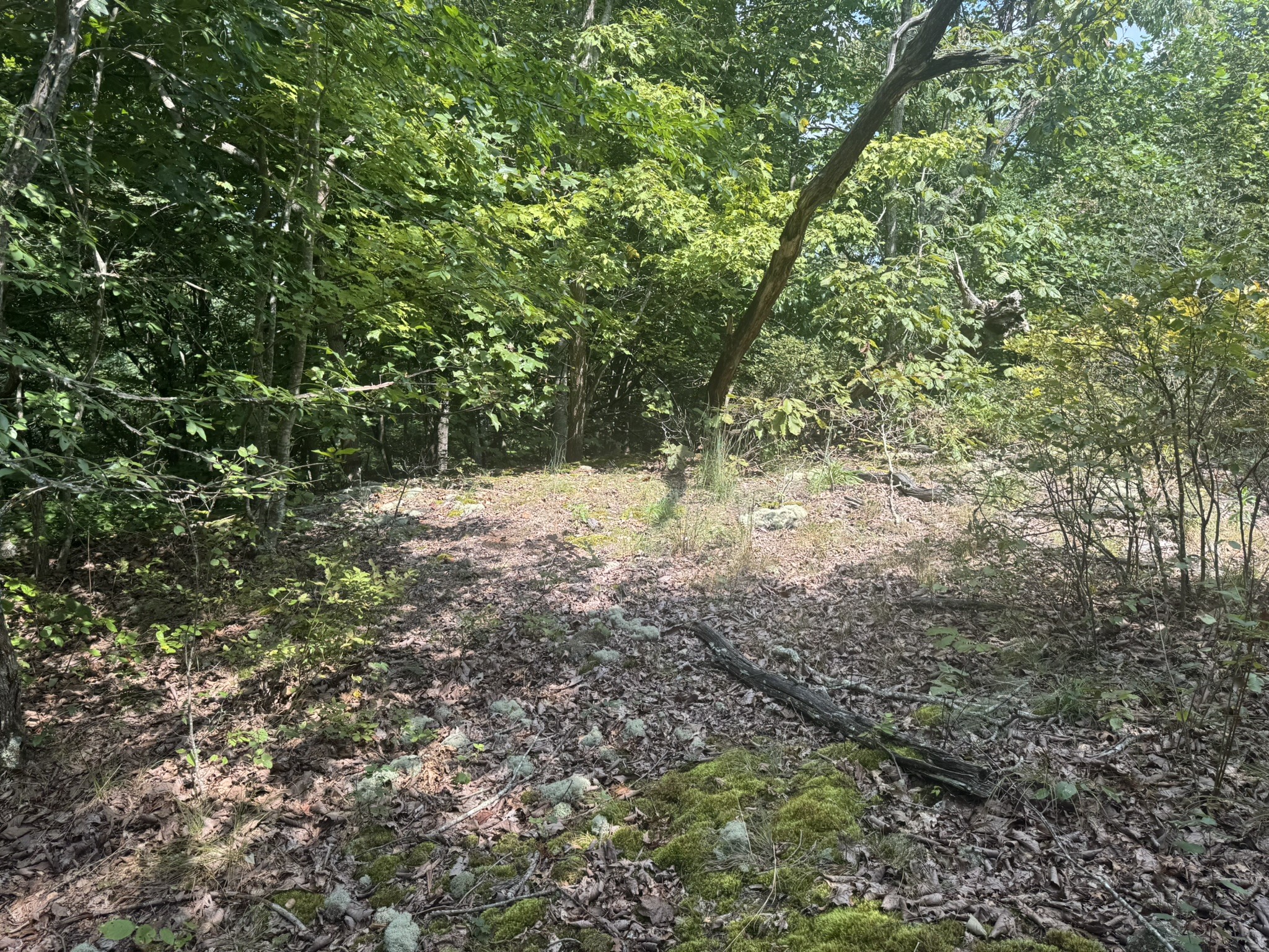 0 Box House Road Belvidere, TN 37306 - Photo 21 of 22 a view of a yard with a tree