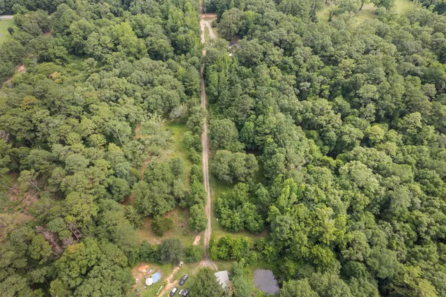a view of a forest with a tree