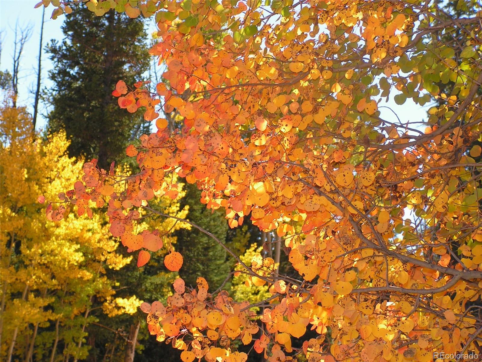 Ridge Road Alma, CO 80420 - Photo 17 of 17 a view of tree