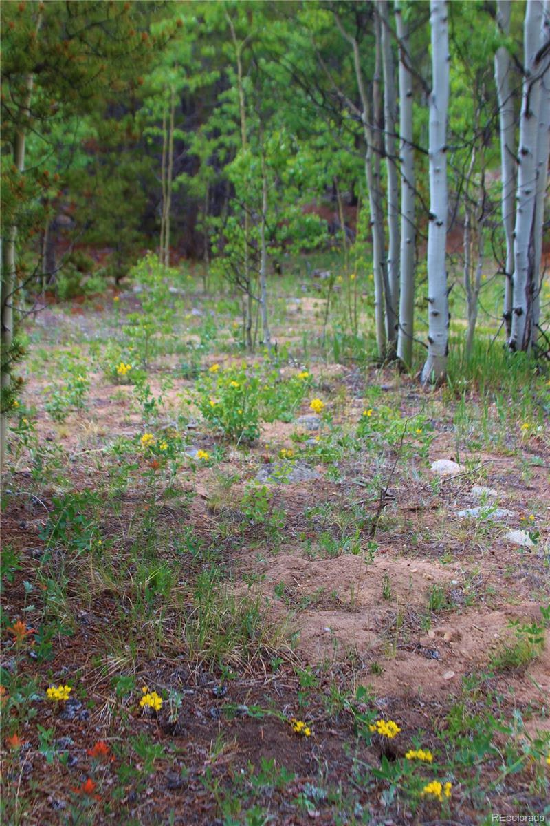 Ridge Road Alma, CO 80420 - Photo 5 of 17 a backyard of a house with lots of green space