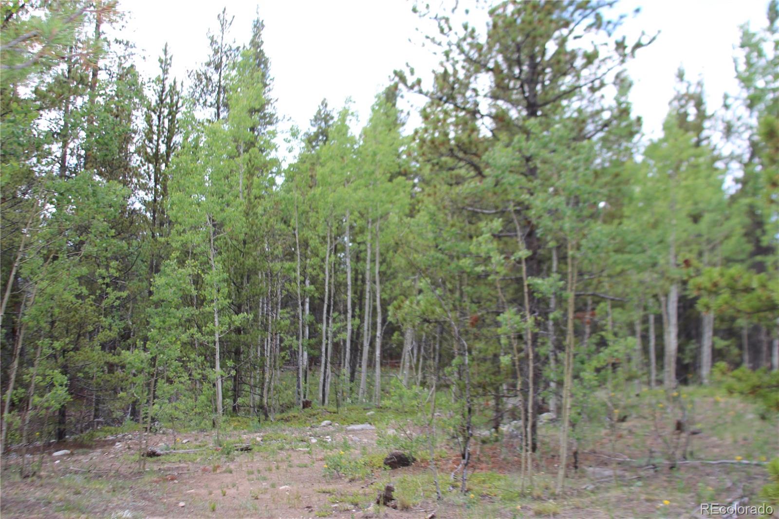 Ridge Road Alma, CO 80420 - Photo 6 of 17 a view of a forest filled with trees