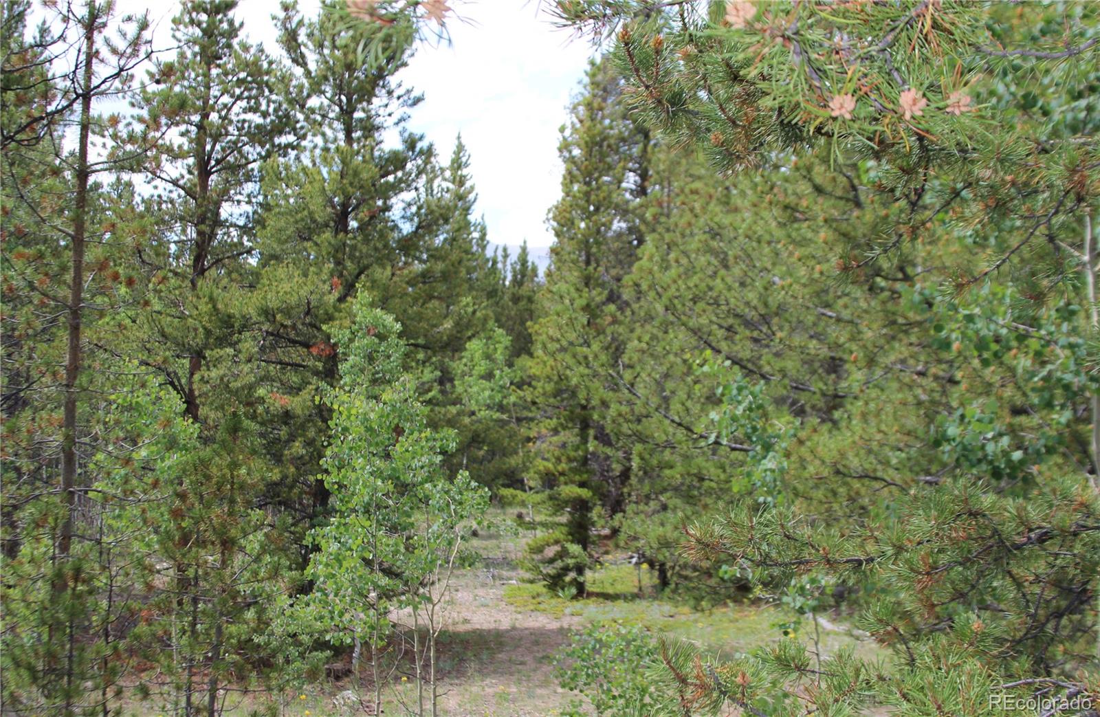 Ridge Road Alma, CO 80420 - Photo 7 of 17 a view of a forest with lots of trees